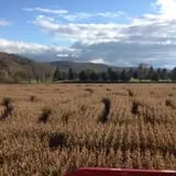 Stoughton Farm photo