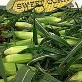 Stoughton Farm photo