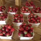 Stoughton Farm photo
