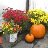 Stoughton Farm photo