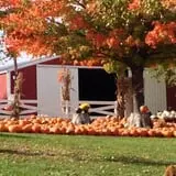 Pumpkin Creek Farms photo