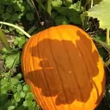 Pumpkin Creek Farms photo