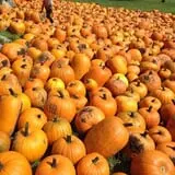 Pumpkin Creek Farms photo