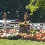 Pumpkin Creek Farms photo
