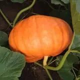 Pumpkin Creek Farms photo
