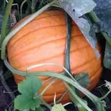 Pumpkin Creek Farms photo