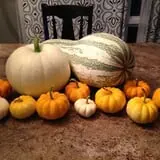 Pumpkin Creek Farms photo