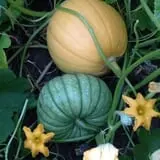 Pumpkin Creek Farms photo