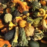 Pumpkin Creek Farms photo