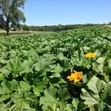 Pumpkin Creek Farms photo