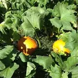 Pumpkin Creek Farms photo
