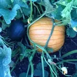 Pumpkin Creek Farms photo