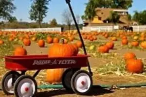 Mountain Valley Ranch Pumpkin Patch