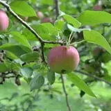 Randall Orchards photo