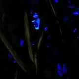 Slater Park Haunted Tunnel photo