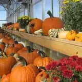 Pinter's Gardens and Pumpkins photo