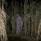 Spooky Stalks Haunted Cornfield photo