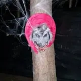 Haunted Forest Saginaw photo