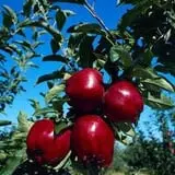 Miller Orchards photo