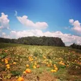 McWilliams Pumpkin Patch photo