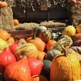 McWilliams Pumpkin Patch photo