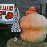 McWilliams Pumpkin Patch photo
