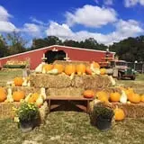 McWilliams Pumpkin Patch photo