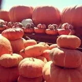 McWilliams Pumpkin Patch photo