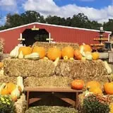 McWilliams Pumpkin Patch photo