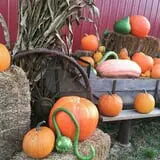 McWilliams Pumpkin Patch photo