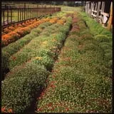 McWilliams Pumpkin Patch photo