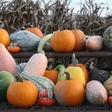 McWilliams Pumpkin Patch photo