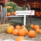 Deer Lake Orchard photo