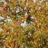 Deer Lake Orchard photo