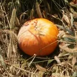 Fishkill Farms photo