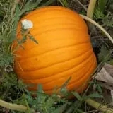 Fishkill Farms photo