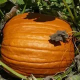 Fishkill Farms photo