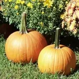 Fishkill Farms photo