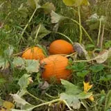 Fishkill Farms photo