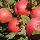 All Seasons Orchard photo
