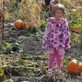 All Seasons Orchard photo