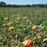 All Seasons Orchard photo