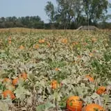 All Seasons Orchard photo
