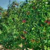 All Seasons Orchard photo