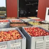 All Seasons Orchard photo