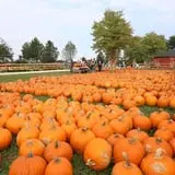 All Seasons Orchard photo