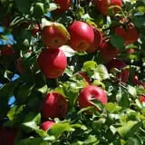 All Seasons Orchard photo