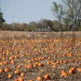 All Seasons Orchard photo