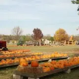 All Seasons Orchard photo