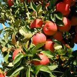 All Seasons Orchard photo
